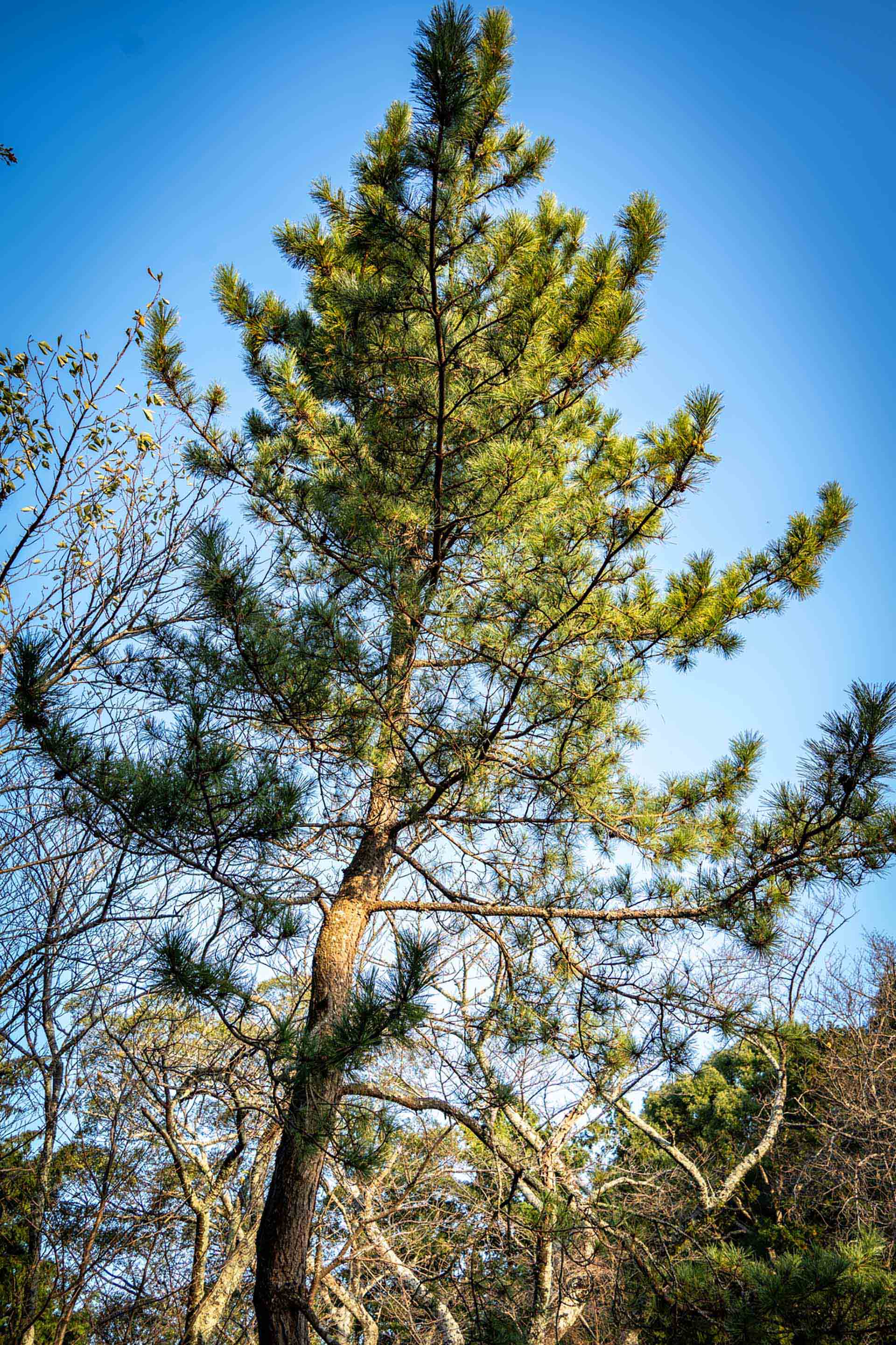 日銀利上げと投資への影響｜2025年の金利動向と対策
