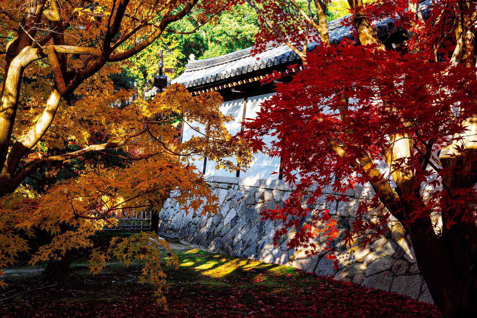 高配当ETF比較｜VYM・HDV・SPYDの違いと選び方【2025年版】